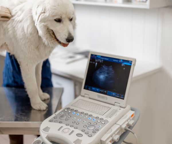 a dog standing on a table with an ultrasound machine