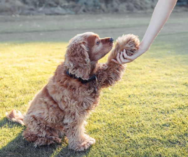 a dog reaching for a paw