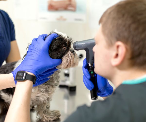 vet examining dogs eye